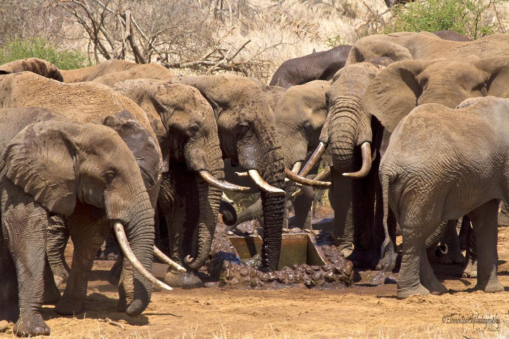 Elerai Camp Otel Amboseli Dış mekan fotoğraf
