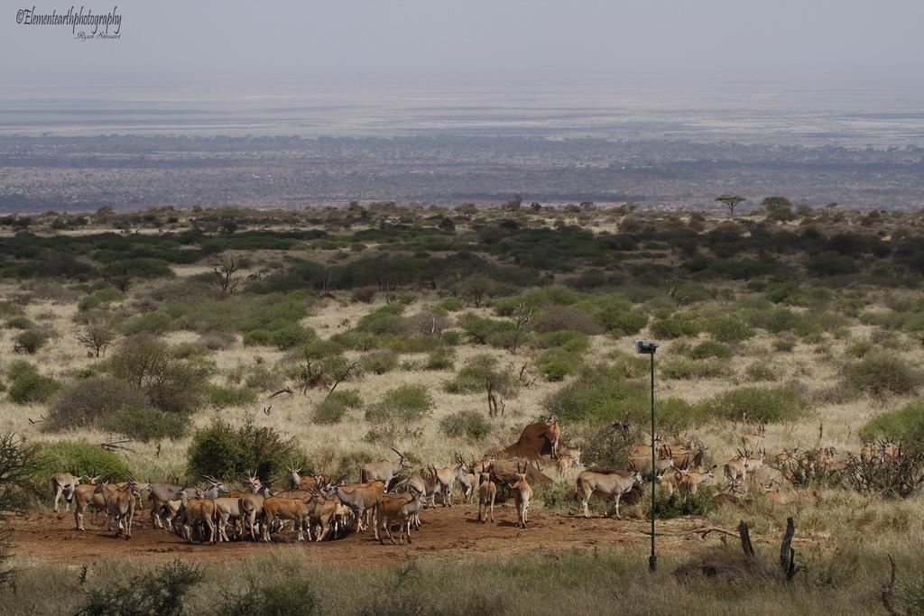 Elerai Camp Otel Amboseli Dış mekan fotoğraf