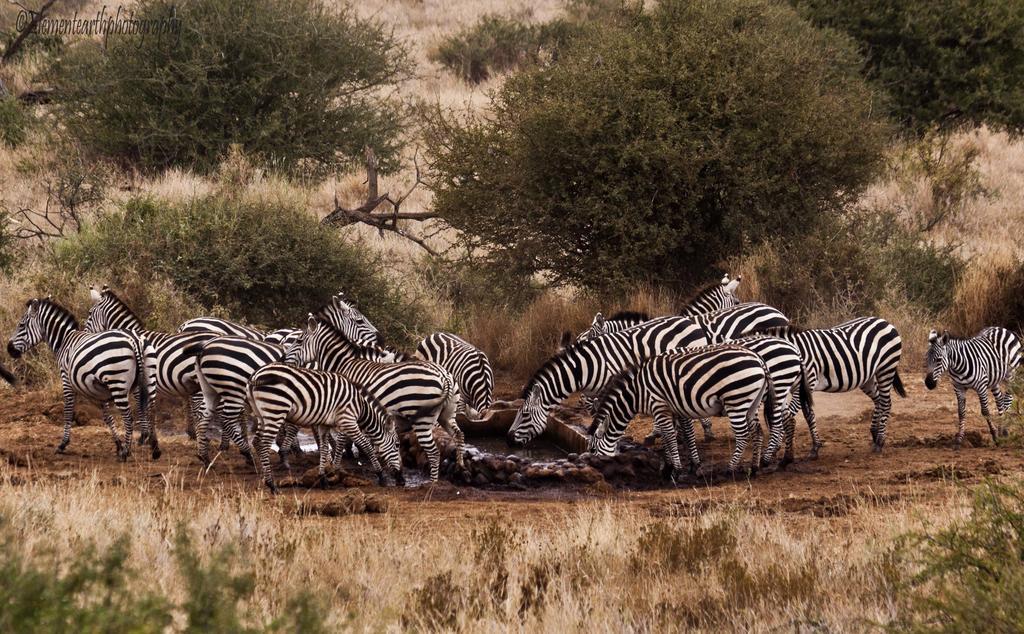 Elerai Camp Otel Amboseli Dış mekan fotoğraf