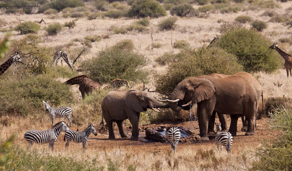Elerai Camp Otel Amboseli Dış mekan fotoğraf